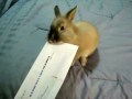 Bunnies and the Roland SVC-350 Vocoder Info-Sheet