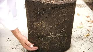 Star Nursery Dealing With Heat Stress 2020