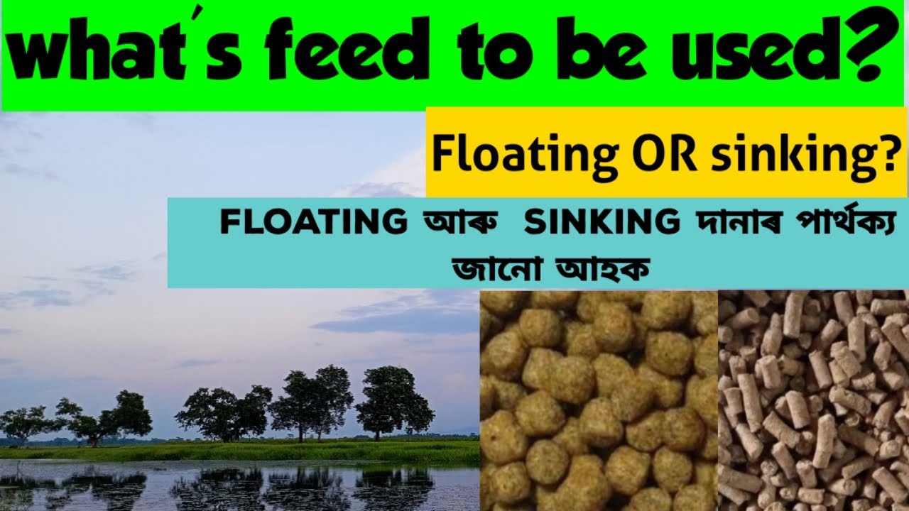 Difference between floating and sinking fish feed মাছক কি দানা দিব