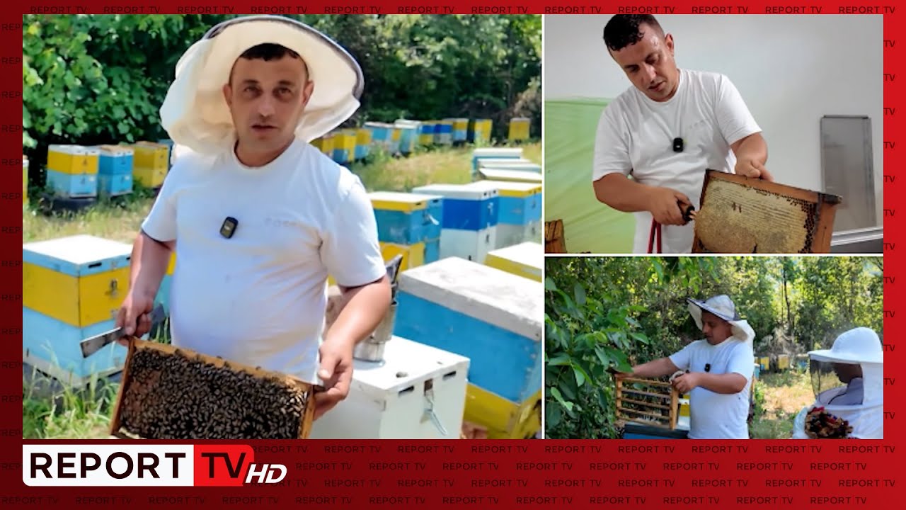 SPECIALE/ Proceset që nuk i keni parë: Bletari tregon sekretet e një mjalti pa hile