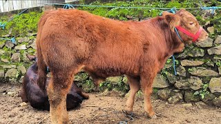 Download Lagu 5 juta !! Pedet Super Harga Murah !! Hujan Harga Anjlok !! Pasar Sapi Jatirogo  MP3