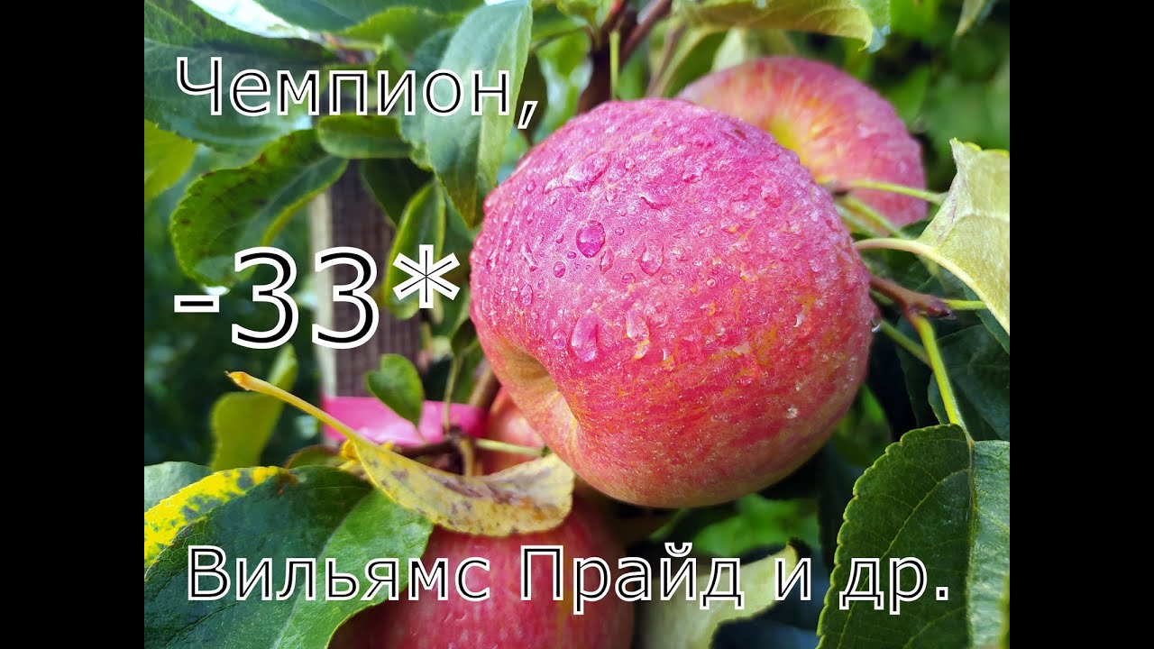 Яблони "Чемпион", "Вильямс Прайд", "Хани Крисп", "Лобо" после зимы в ...