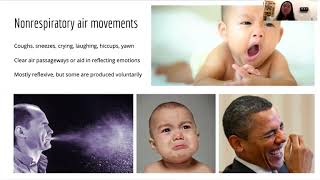 Respiratory System Part 2 Respiratory Physiology
