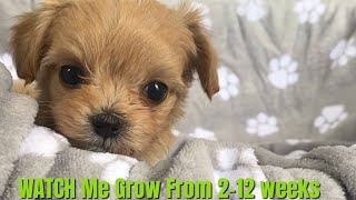 INCREDIBLE Puppy Growing 2-12 weeks |MALTIPOO puppy vidoes COMPILATION 2024 #puppyvideos #cutedog