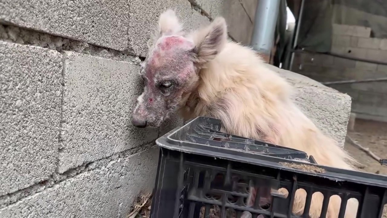 He's just a Samoyed ” “Because he bit a sheep,” The owner grumbled!! From Scars and Silence to Joy! - YouTube