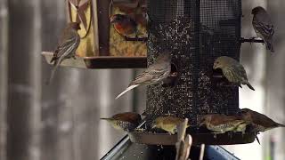 sparrows playing | Beautiful Sparrows collecting food |It's All about the Nature Planet
