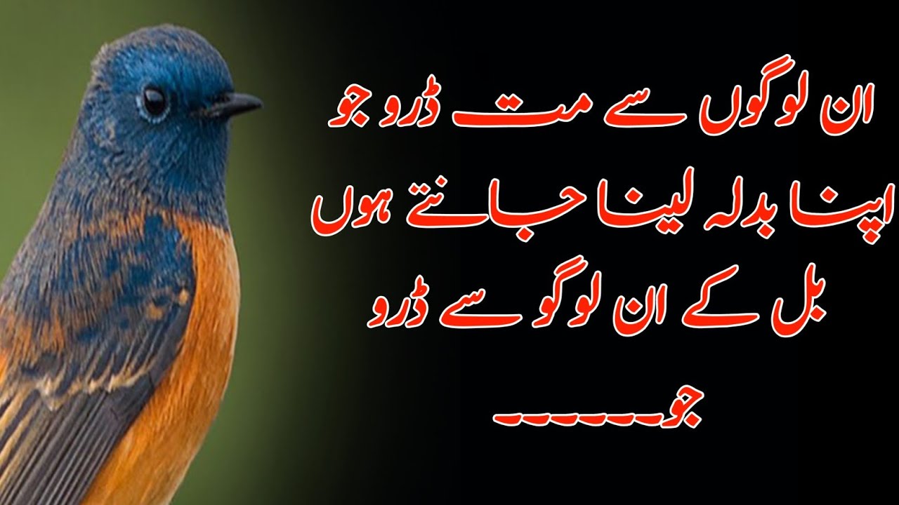 Amazing Life changing Quotes in urdu Best urdu Quotes motivation