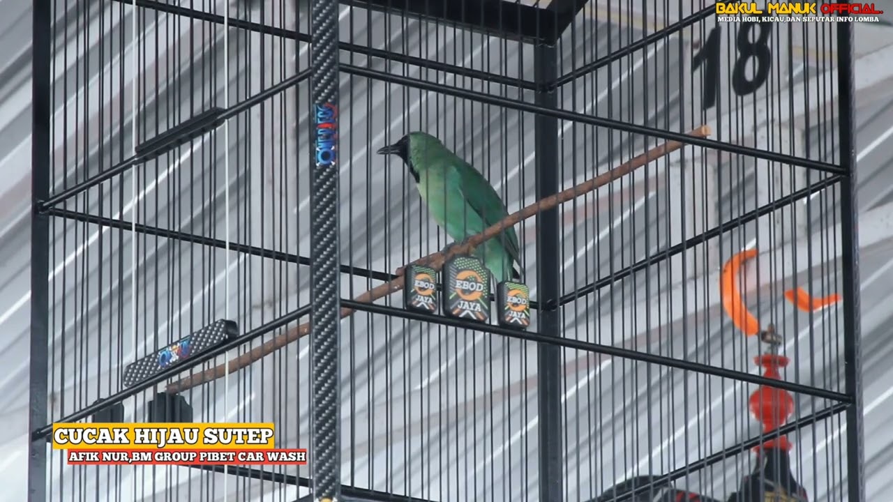 LAUNCHING SANGKAR WIKA ARENA,CUCAK HIJAU SUTEP , MILIK AFIK NUR BERHASIL RAIH PODIUM 2!