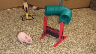 My pet rat Raisins first agility course!