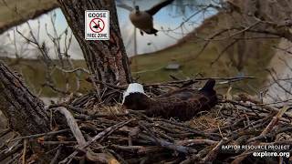 Decorah Eagles: Silly Goose! Explore.org 3-22-2026