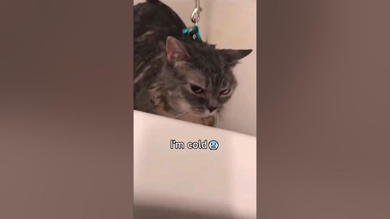 Cats Speaking English!๐คฃ Cats Speaking English!๐คฃ
