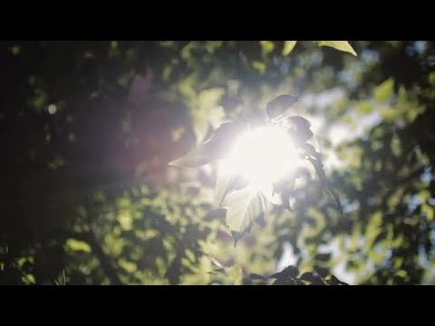 Leaves Flutter In The Wind Stock Video