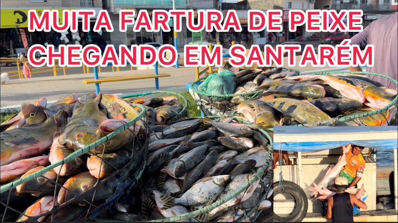 Muita fartura de peixe chegando todos os dias em Santarém!