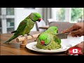 Cute 🦜Ringneck 🦜Parrot💐 Moments😍 #Parrot #Pets #ParrotVideo 