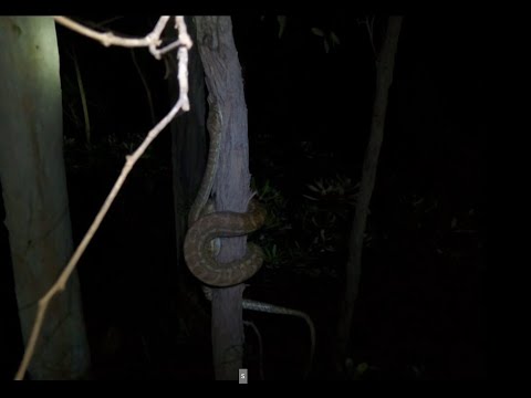 Python VS Birds