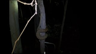 Python VS Birds