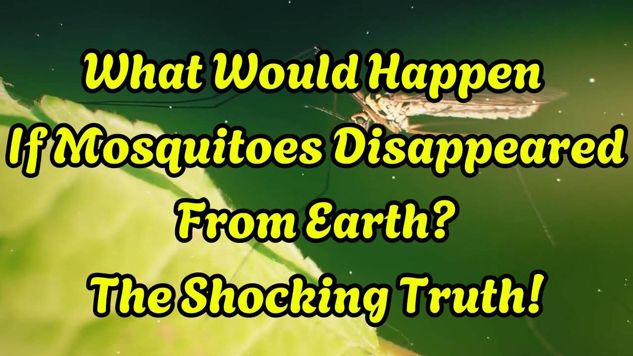 Earth Without Insect What Would Happen If Mosquitoes Disappeared From Earth? The Shocking ...