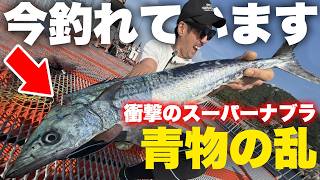 【青物の乱】衝撃のナブラ。今この場所で青物が釣れまくっています！！ #須磨海づり公園