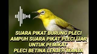 Burung pleci betina lenjeh manja pemikat burung pleci