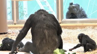 チンパンジー ふたりはなかよし 21 双子の赤ちゃん Chimpanzee twin