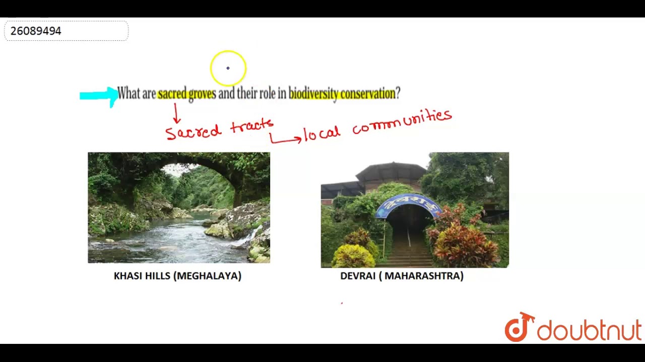 What Are Sacred Groves And Their Role In Biodiversity Conservation Youtube