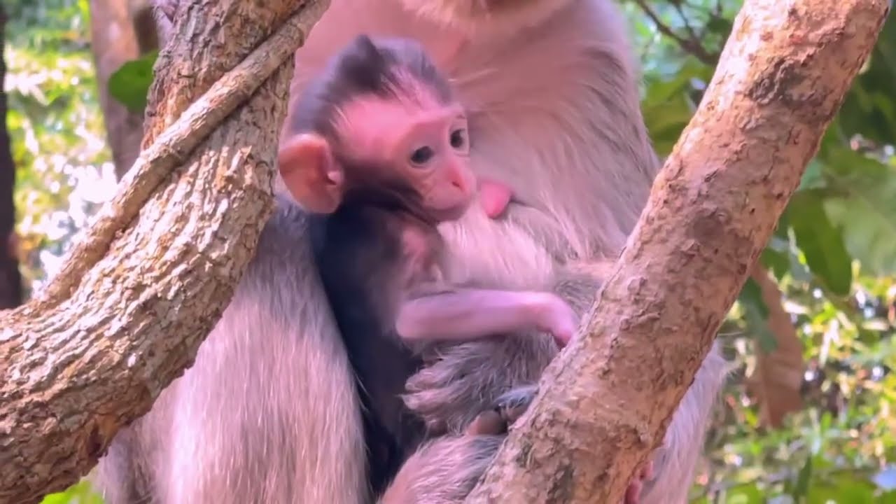OMG! You Won't Believe This Monkey's First Steps