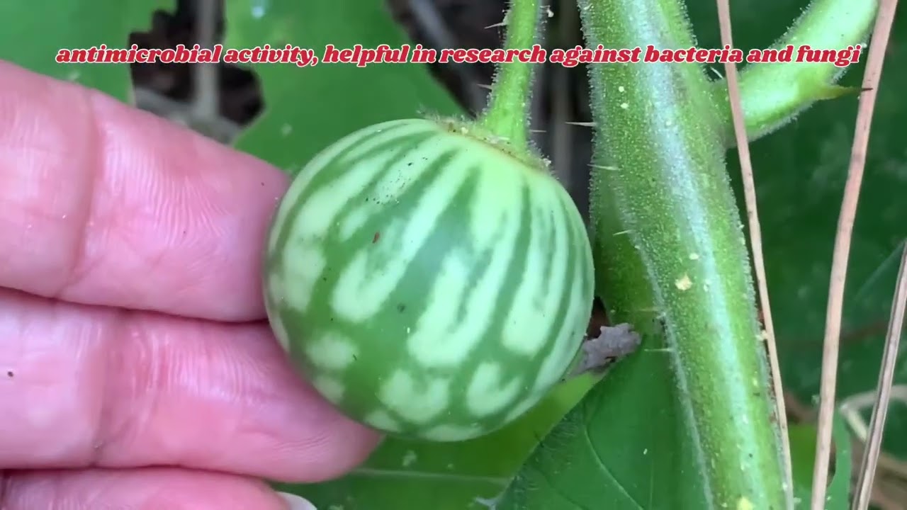 Solanum viarum – Tropical Soda Apple 