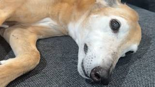 Greyhound purrs like cat when touched