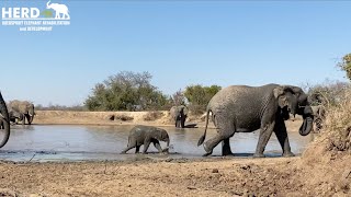 Orphaned elephant Khanyisa's first official swim in the dam