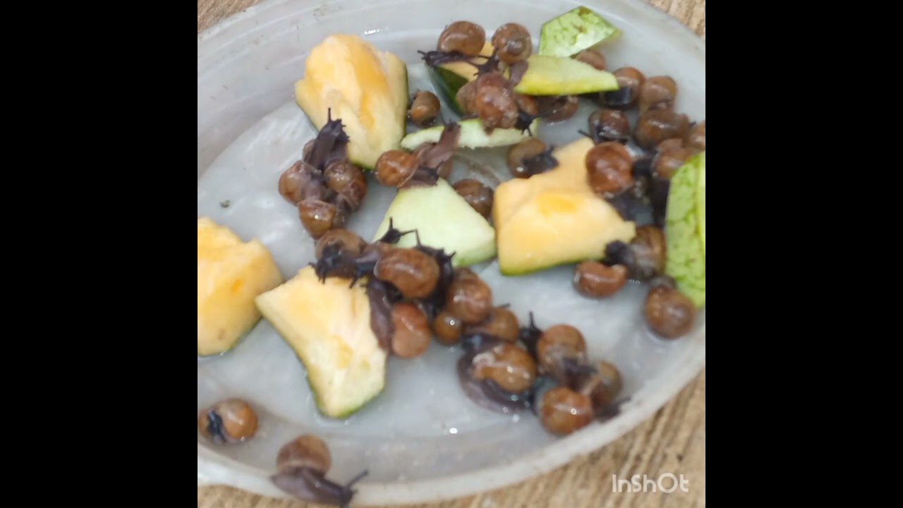 Basics about Snail Reproduction, feeding process, growth  and tips on managerial practices 🐌🐌🐌🐌