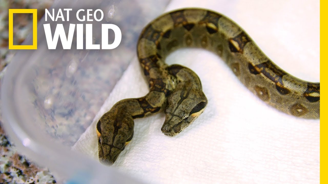 Rare Two Headed Snake Surprises Vets  Nat Geo Wild