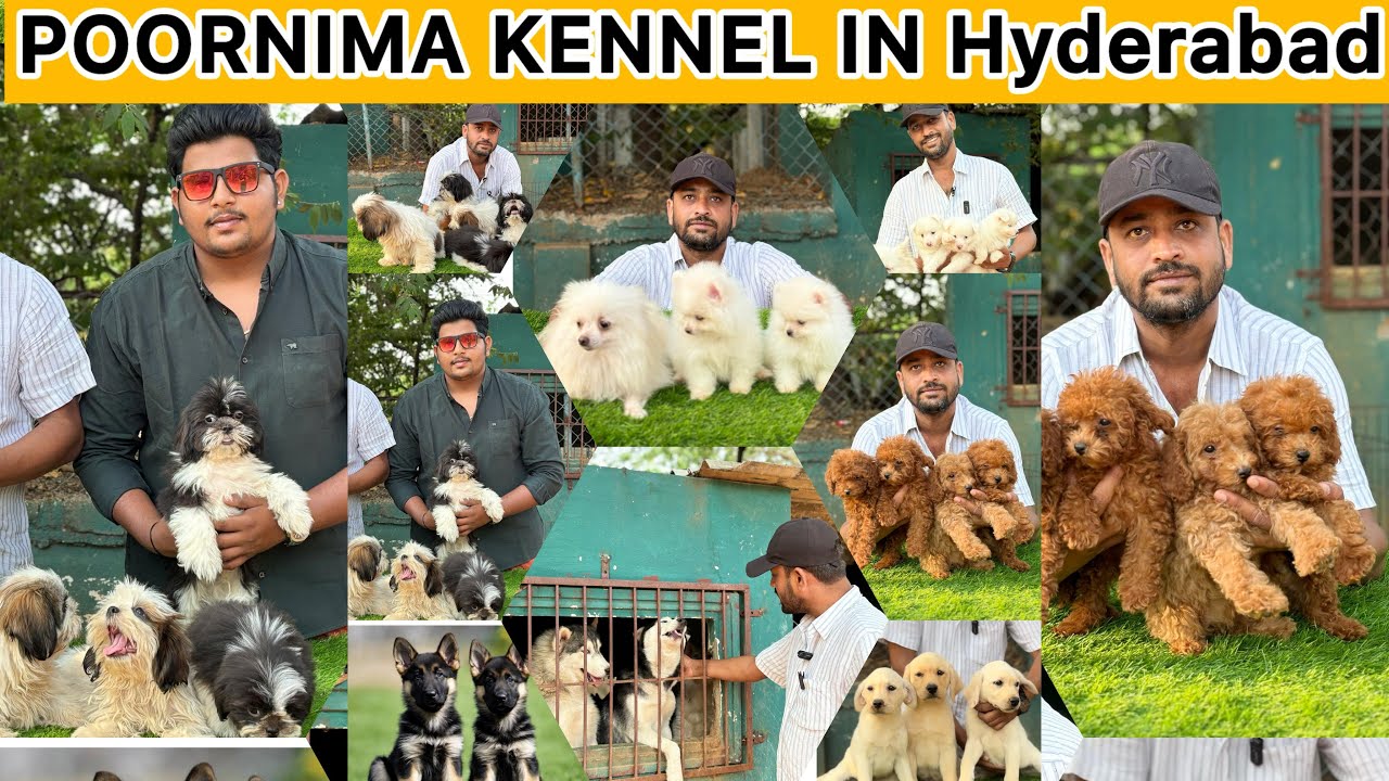 top kennel in Hyderabad Telugu | Poornima kennel visit |#hyderabad  #india #telugu #dogs