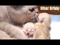 Kittens' birthday丨Mother cat nursing newborn kittens