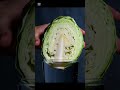 Cut cabbage on glass grows roots and leaves in smooth 4K timelapse.