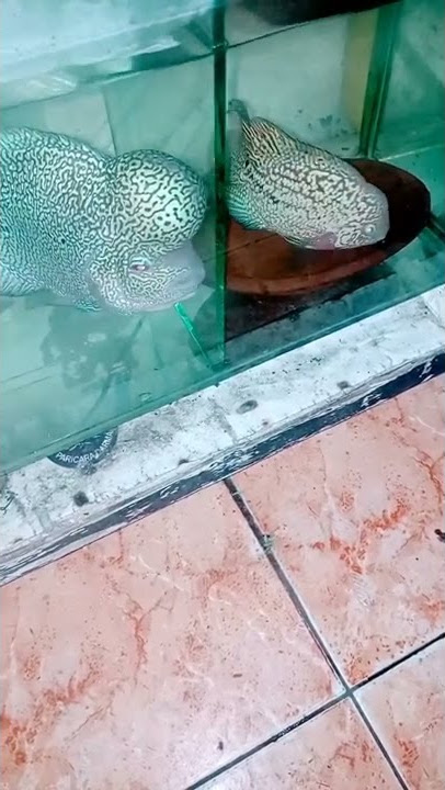 proses penjodohan ikan louhan..#louhan #ikanhias #breeding