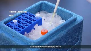 SeekSpace™ Single Cell Spatial Transcriptome How-to-video—03- Spatial Labeling&Fluorescence Imaging