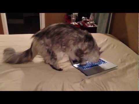 MacBook Air Quality Control Inspection