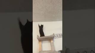 Daffodil Kitten's 24/7 Zip Tie Addiction