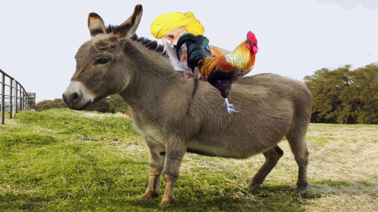 huji rewie حاجی رێوی