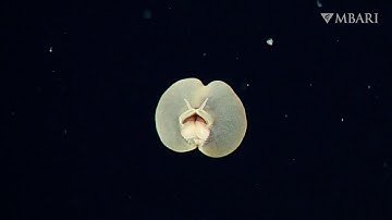 This curious critter is a worm like no other: The pigbutt worm