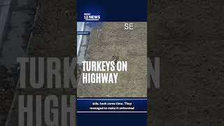 Turkeys cross Milwaukee highway