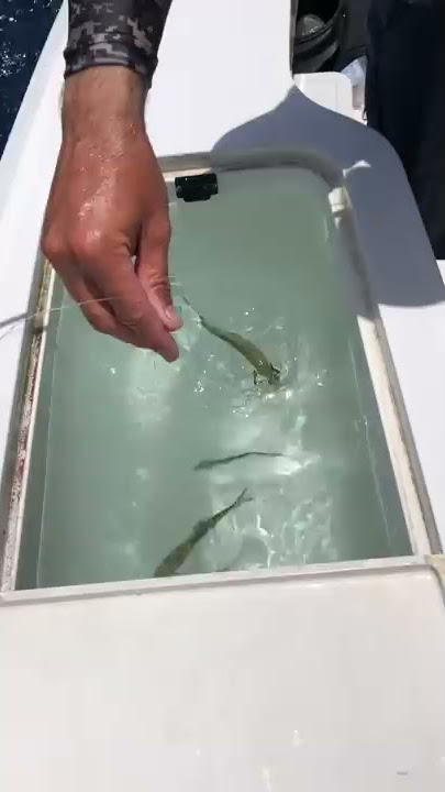 Hooking Fish in Record Time #Shorts