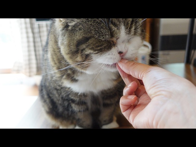 まるさん18才のお誕生日の裏側。-Behind the scenes of Maru's 18th