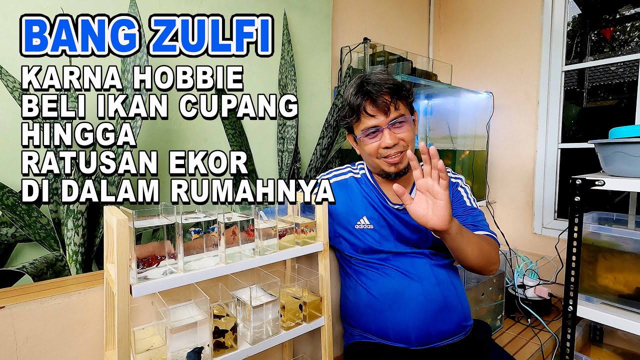 BELI IKAN CUPANG HINGGA RATUSAN EKOR KARENA HOBBIE
