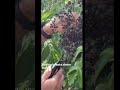 Elderberry Safety #mybackyardgarden #elderberry #immunesupport #antiinflammatory #garden