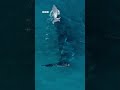 Un dron filma el momento especial de una ballena jorobada dando a luz