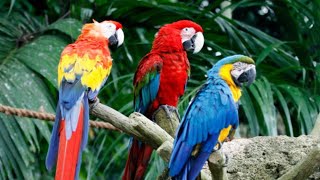 Parrots: A Symphony of Colors and Conversations