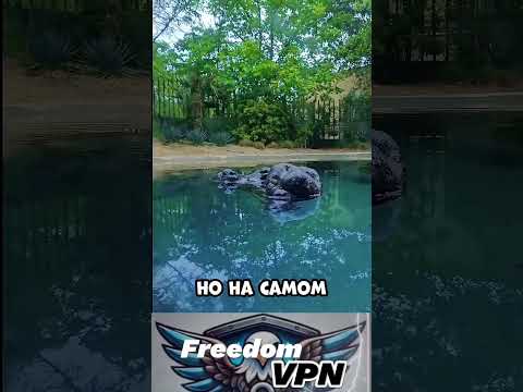 Опасность под водой #крокодил #море #впн #рабочийвпн #animals #vpn