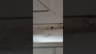 une araignée vs une mouche bloquer dans la toile