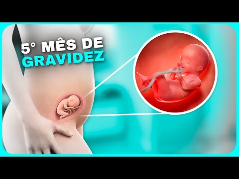 5 MESES DE GRAVIDEZ: SENTINDO o bebê pela primeira vez | Semanas 17, 18, 19, 20, 21